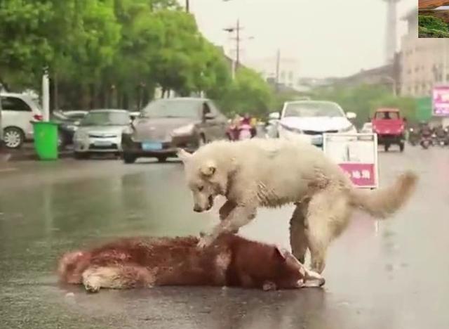 和游房公旧竹亭闻琴绝句【星空体育app下载】