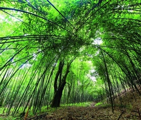 环境整治大动作：合肥4417家居民楼内餐饮店今年关停_星空体育APP网站