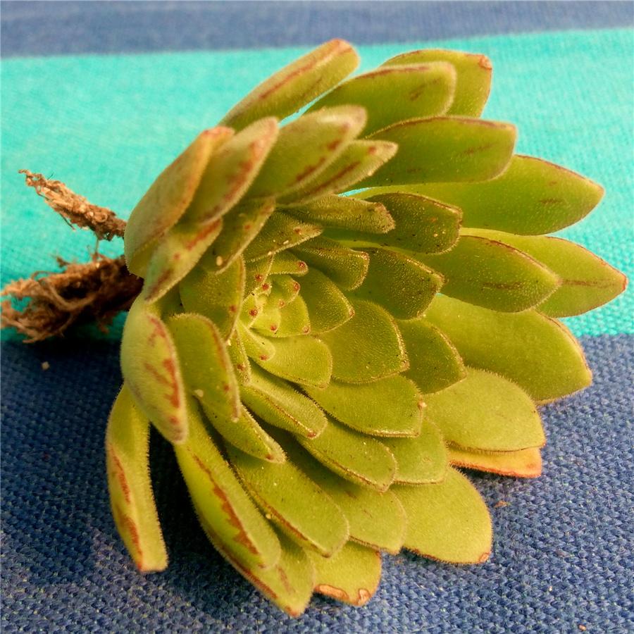 星空体育APP网站