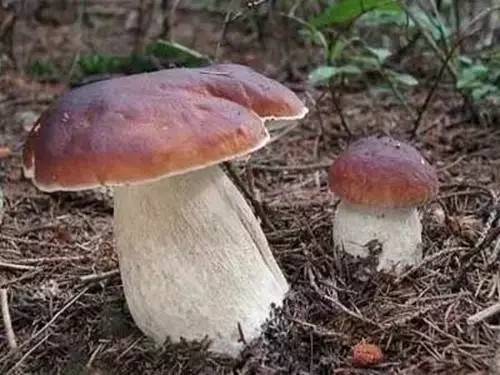 东海有勇妇（代关中有贤女）|星空体育APP