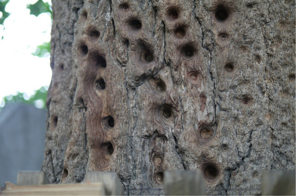 
@赤峰人 知识拓展：乡村振兴战略下农业生产性服务业的生长偏向：星空体育APP