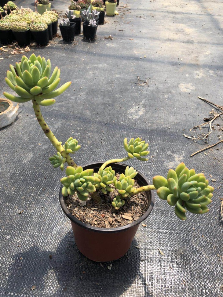 ‘星空体育app下载’秦皇岛市生态环境局召开创卫工作调度会