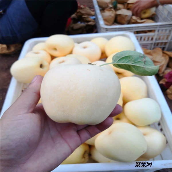 日本总务省发布2015年人口普查终值为1.27亿人比2010年调查结果少了0.8%【星空体育APP】